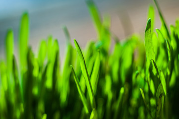 Fresh green spring grass blades with water drops on bright background