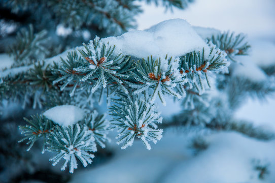 The Fir Branch Covered By The Snow