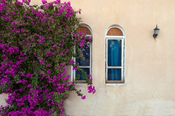 Fototapeta premium old wall with two windows and bushes with purple flower creeper