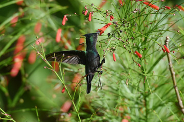 colibri huppé