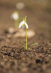 close up of a single Snowdrop flower with blurred background (Galanthus nivalis) in spring, retro vintage filter