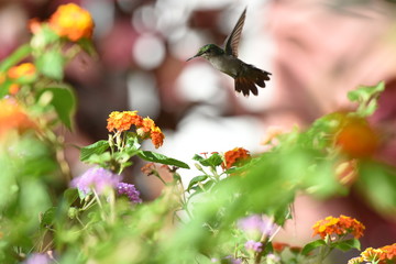 colibri