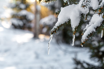 winter in the woods