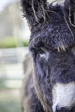 Poitou donkey with a great haircut!
