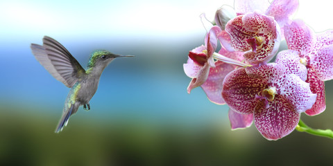 Fototapety  colibri