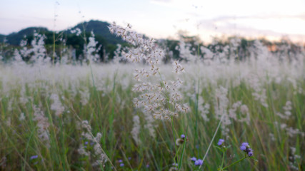 Obraz premium selection close up grass flowers on blur grass field background