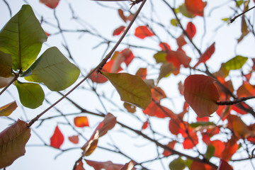 backlit photo of Dipterocarpus tuberculatus Roxb