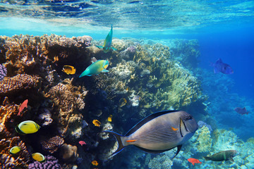 Colorful coral reef fishes of the Red Sea.