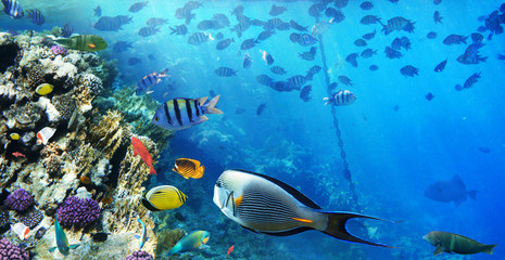 Colorful coral reef fishes of the Red Sea.