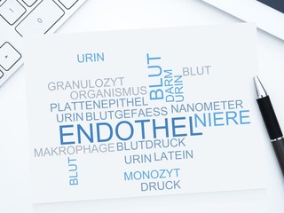 Endothel