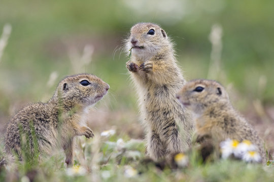 Three European sousliks (Spermophilus citellus) with one standing alert while feeding, Slovakia, Europe, June 2008