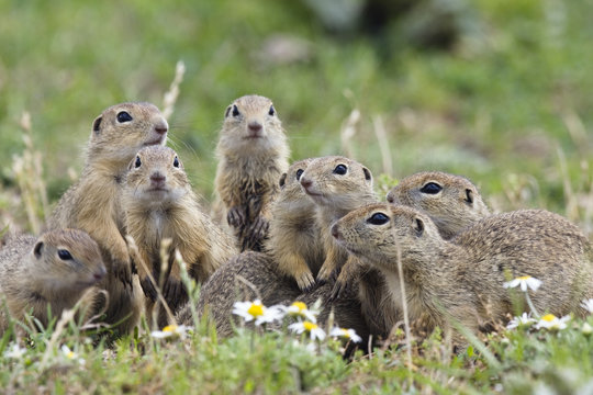 European souslik (Spermophilus citellus) family, Slovakia, Europe, June 2008. WWE INDOOR EXHIBITION Wild Wonders kids book.