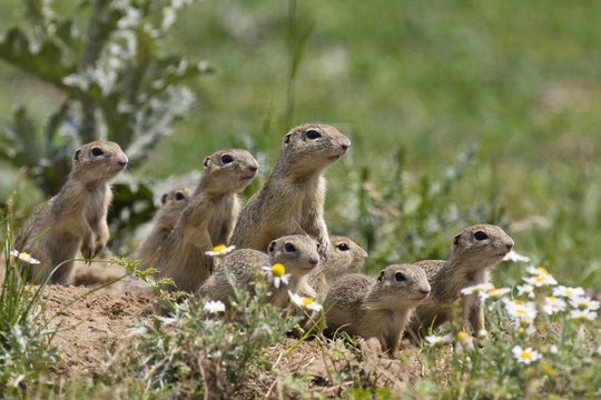 European souslik (Spermophilus citellus) family, East Slovakia, Europe, June 2008
