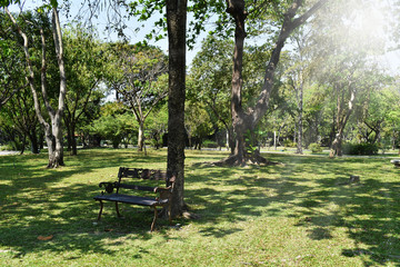 Wooden park bench under trees