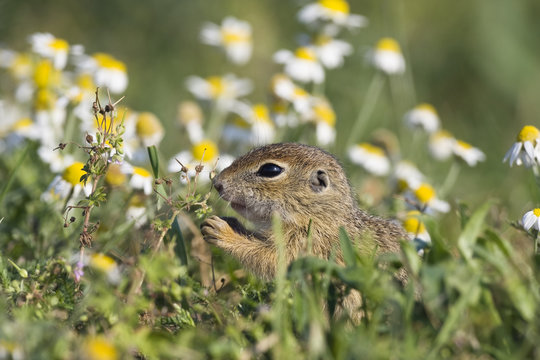 European souslik (Spermophilus citellus) feeding on Geraniums, Slovakia, Europe, June 2008