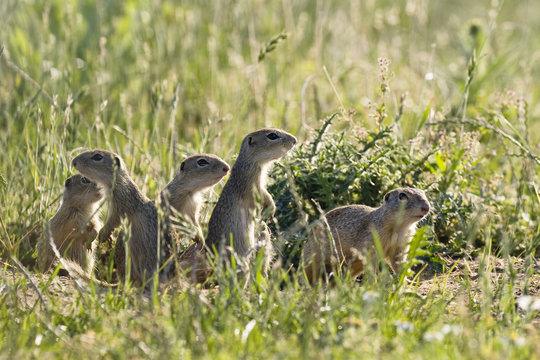 European souslik (Spermophilus citellus) family, Slovakia, Europe, June 2008