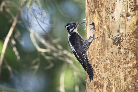 Female Three toed woodpecker (Picoides tridactylus)at nest, Slowensky Raj, Slovakia, Europe, June 2008