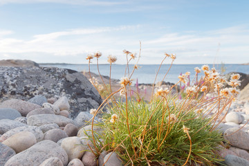 Rocky coastline, closeup of white flowers and blue sea