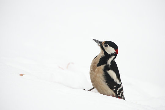 Male Great spotted woodpecker (Dendrocopos major) in snow, Posio, Korouma, Finland, February 2009