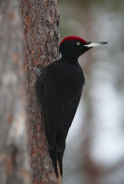 Black woodpecker (Dryocopus martius) on tree trunk, Korouma, Posio, Finland, February 2009