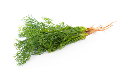 fresh dill on white background
