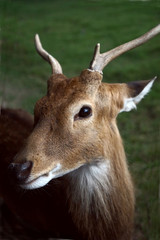 Deer, animals, mammals, they are beautiful.