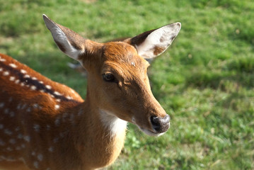 Deer, animals, mammals, they are beautiful.