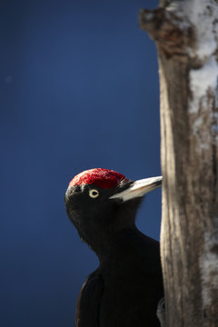 Black woodpecker (Dryocopos martius) pecking tree trunk, Korouma, Posio, Finland, February 2009Finland, February 2009