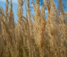 Dry grass inch against the sky, blurred background, summer day heat.