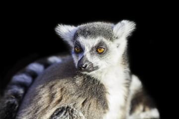 Ring-tailed lemur isolated against black backgound