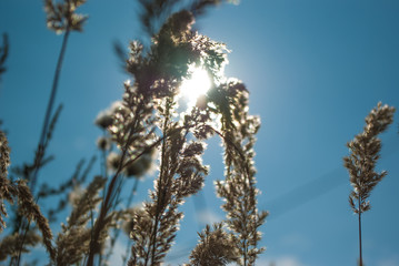Dry grass inch against the sky, blurred background, summer day heat.