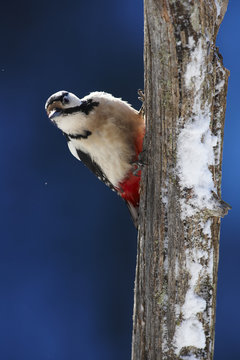 Great spotted woodpecker (Dendrocopos major) on dead tree trunk, Korouma, Posio, Finland, February 2009