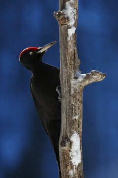 Black woodpecker (Dryocopos martius) on tree trunk, Korouma, Posio, Finland, February 2009