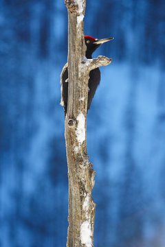 Black woodpecker (Dryocopos martius) partially hidden by tree trunk, Korouma, Posio, Finland, February 2009