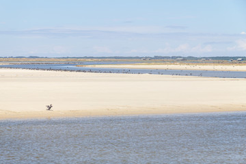 Neotropic Cormorants on the beach