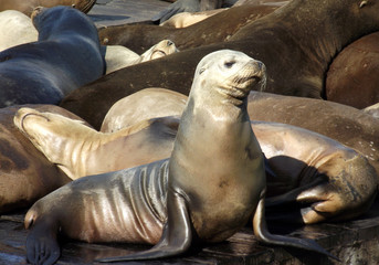 Naklejka premium Californian Sea Lion