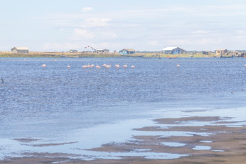 Group of Chilean Flamingos