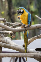 Image of a parrot marcos on nature background in thailand. Wild