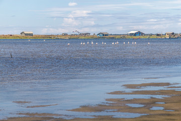 Naklejka premium Group of Chilean Flamingos