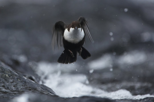 White throated dipper (Cinclus cinclus) taking off from Kitkajoki River, Finland, February 2009
