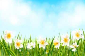 Spring background with daffodil narcissus flowers, green grass, swallows and blue sky. - 136924977