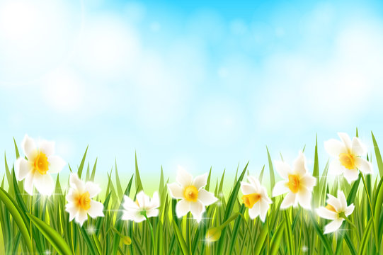 Spring background with daffodil narcissus flowers, green grass, swallows and blue sky.