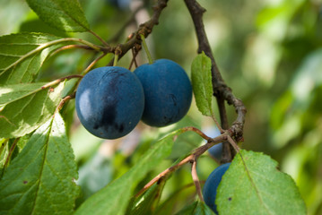 Plums on tree in garden