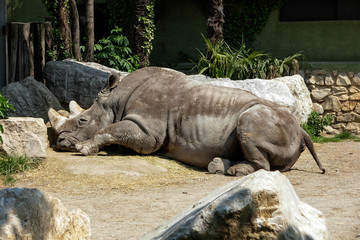 Sleeping Rhino in the Zoo