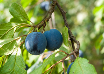 Plums on tree in garden