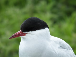 Arctic Tern (close up)