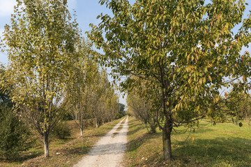 Naklejka premium Milan (Italy): park of Grugnotorto at fall