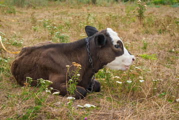 Little calf on field