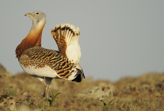 Male Great bustard (Otis tarda) displaying, La Serena, Extremadura, Spain, April 2009