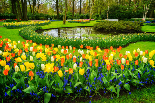 Lane with tulips in formal garden Keukenhof, Netherlands, toned